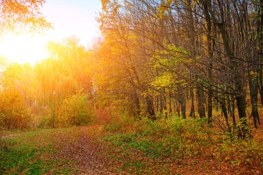 Parlak ve renkli yatay iz ile sonbahar ormanın yaprak ile kaplı.