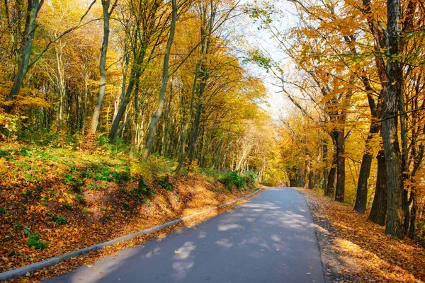 Paysage Lumineux Pittoresque Nouvelle Route Travers Les Arbres Automne Avec — Photo