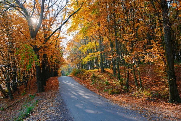 Paisagem Brilhante Cênica Estrada Nova Através Árvores Outono Com Folha — Fotografia de Stock