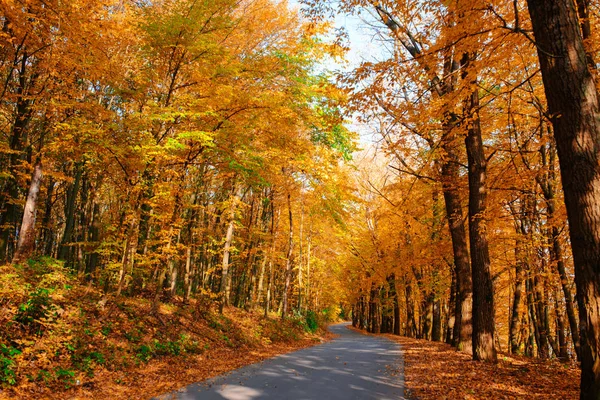 Paysage Lumineux Pittoresque Nouvelle Route Travers Les Arbres Automne Avec — Photo