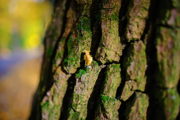 在秋季森林的背景上 用一只黄叶和绿苔藓把一棵古老的树皮关上 — 图库照片