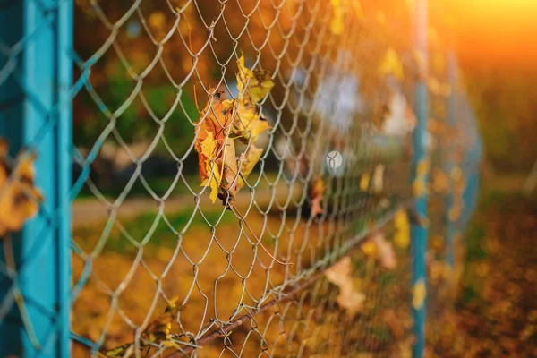 Close Van Metalen Net Vormige Hek Van Draad Met Herfst — Stockfoto