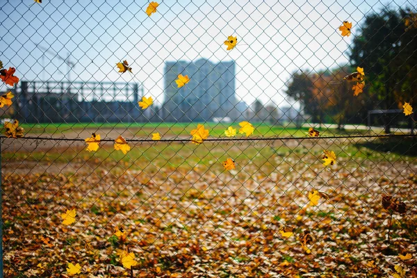 Metalen Net Vormige Hek Van Draad Met Herfst Blad Stucked — Stockfoto