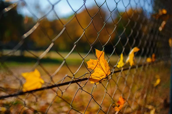 Metalen Net Vormige Hek Van Draad Met Herfst Blad Stucked — Stockfoto