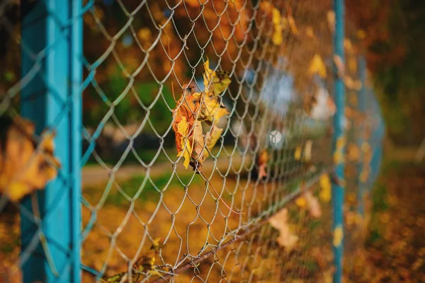 Close Van Metalen Net Vormige Hek Van Draad Met Herfst — Stockfoto