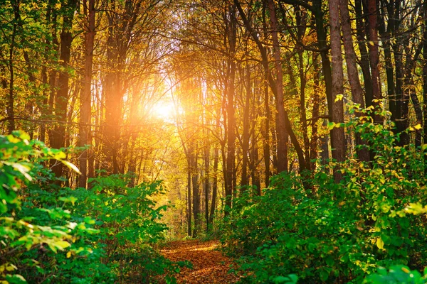 Яскравий Барвистий Пейзаж Осінньої Лісової Стежки Покритий Листям — стокове фото