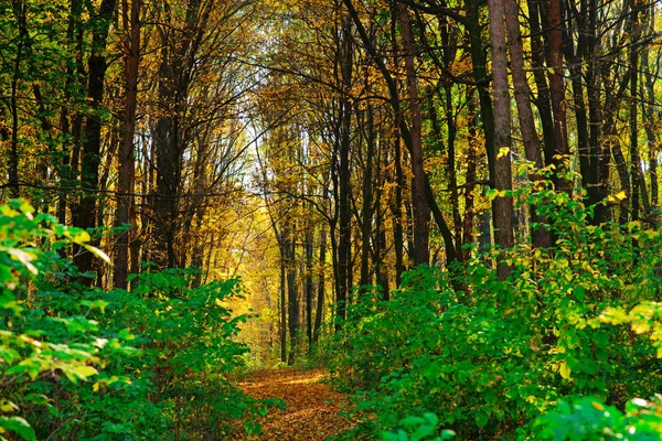 Φωτεινό Και Πολύχρωμο Τοπίο Του Φθινοπώρου Μονοπάτι Του Δάσους Καλύπτεται — Φωτογραφία Αρχείου
