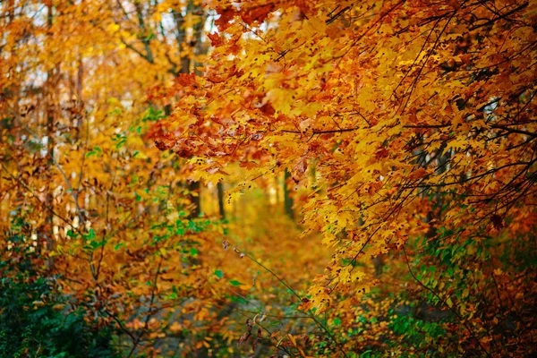 Lönnlöv Prickade Och Spräckliga Grenar Träd Mitt Hösten Skogen — Stockfoto