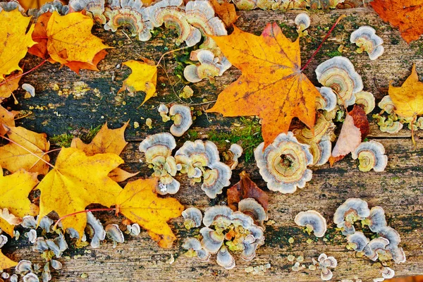 Cerca Textura Madera Vieja Con Musgo Verde Hoja Otoño Hongos — Foto de Stock