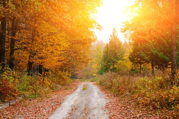 Paisaje Brillante Colorido Bosque Soleado Otoño Con Follaje Naranja Sendero — Foto de Stock