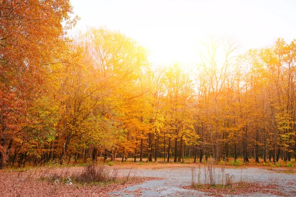 オレンジ色の紅葉トレイルと日当たりの良い秋の森の明るくカラフルな風景 — ストック写真