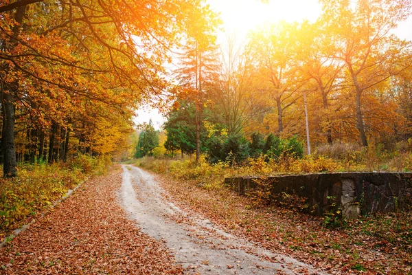 道の側道と石圏と日当たりの良い秋の森の明るくカラフルな風景 — ストック写真