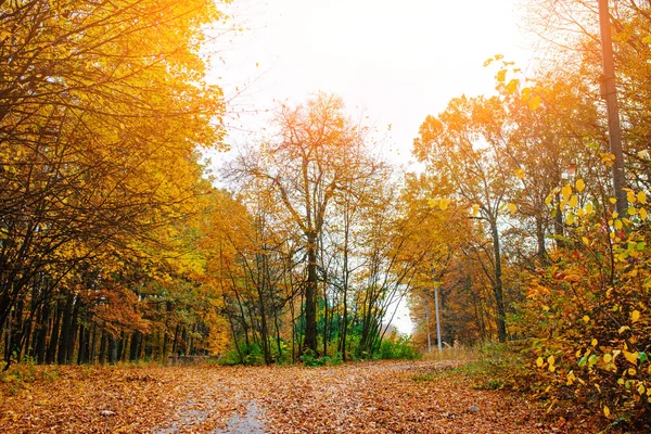 Paisagem Brilhante Colorida Floresta Outono Ensolarada Com Folhagem Trilha Laranja — Fotografia de Stock