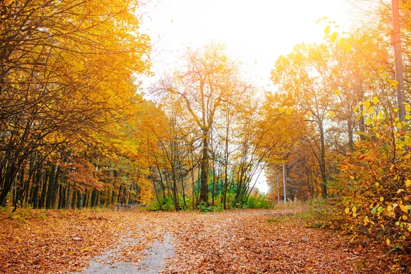阳光明媚的秋季森林景观与橙色的枝叶和足迹 — 图库照片