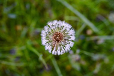 Yeşil bir tarlada karahindiba. Bahar arkaplanı