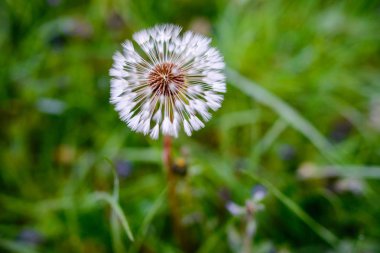 Yeşil bir tarlada karahindiba. Bahar arkaplanı