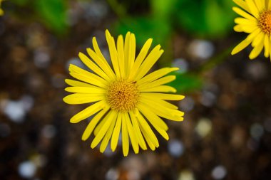 Sarı çiçek, harika yaz günü yumuşak odak yakın çekim