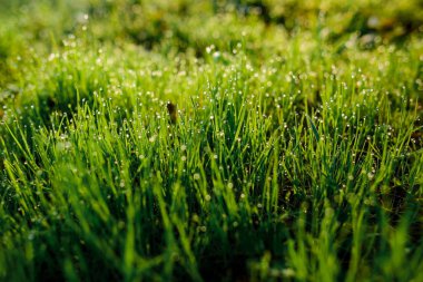taze çiğ olarak bahar çimen, doğal arka plan - yakın çekim ile sığ dof.