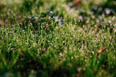 taze çiğ olarak bahar çimen, doğal arka plan - yakın çekim ile sığ dof.