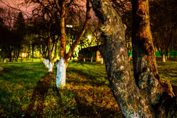 Huerto Manzana Oscura Hermosa Noche Verano —  Fotos de Stock