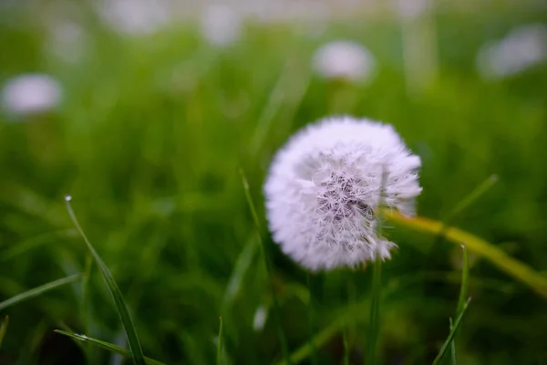 Air Dandelions Green Field Spring Background — Stock Photo, Image