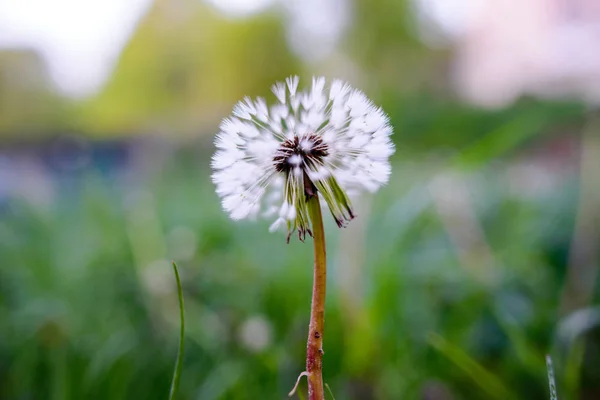 Luchtpaardebloemen Een Groen Veld Voorjaar Achtergrond — Stockfoto