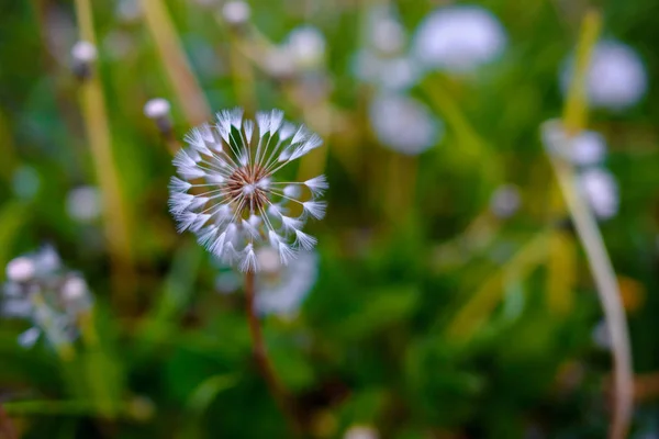 Luchtpaardebloemen Een Groen Veld Voorjaar Achtergrond — Stockfoto