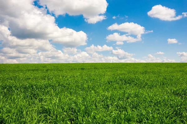Groen Gras Een Blauwe Hemel Met Witte Wolken Achtergrond — Stockfoto
