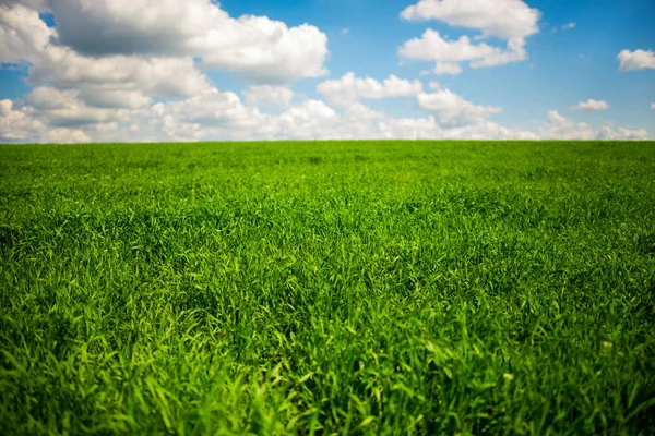 Groen Gras Een Blauwe Hemel Met Witte Wolken Achtergrond — Stockfoto