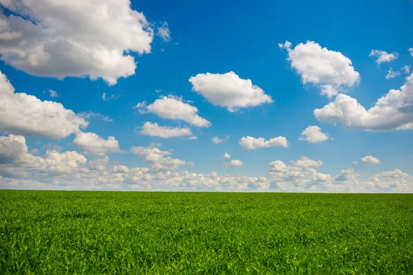 Grama Verde Céu Azul Com Nuvens Brancas Fundo — Fotografia de Stock