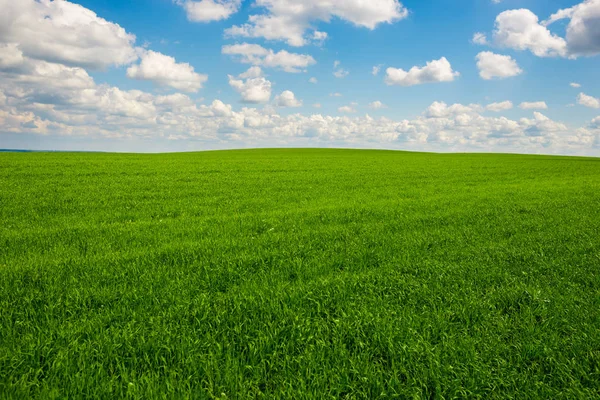 Grama Verde Céu Azul Com Nuvens Brancas Fundo — Fotografia de Stock