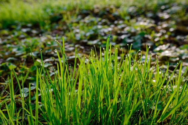 Rocío Fresco Matutino Sobre Hierba Primavera Fondo Natural Primer Plano —  Fotos de Stock