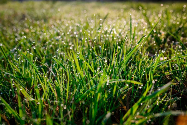 Świeże Ranna Rosa Trawie Wiosną Naturalne Tło Bliska Płytkich Dof — Zdjęcie stockowe