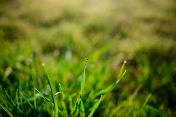 Утренняя Роса Весенней Траве Естественный Фон Близко Низкому Dof — стоковое фото