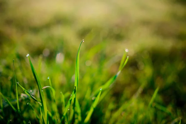 Rocío Fresco Matutino Sobre Hierba Primavera Fondo Natural Primer Plano — Foto de Stock