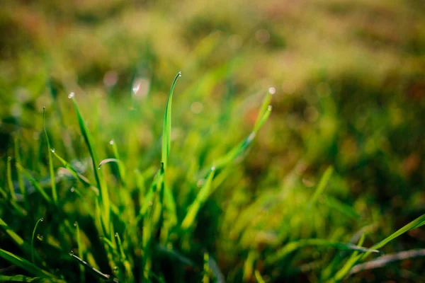 Rocío Fresco Matutino Sobre Hierba Primavera Fondo Natural Primer Plano — Foto de Stock