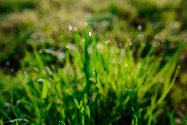 Утренняя Роса Весенней Траве Естественный Фон Близко Низкому Dof — стоковое фото