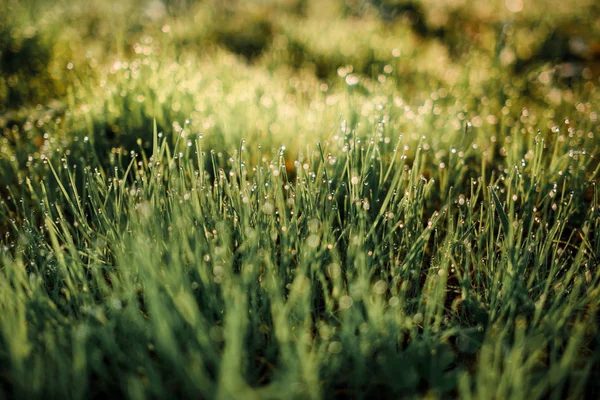 Rocío Fresco Matutino Sobre Hierba Primavera Fondo Natural Primer Plano —  Fotos de Stock