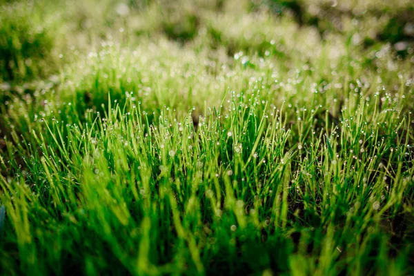 Rocío Fresco Matutino Sobre Hierba Primavera Fondo Natural Primer Plano — Foto de Stock