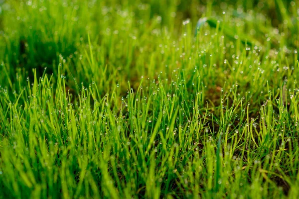 Čerstvé Ranní Rosa Jarní Trávy Přírodní Pozadí Zblízka Mělkým Dof — Stock fotografie