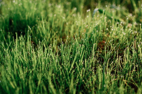 Свіжа Ранкова Роса Весняній Траві Природний Фон Крупним Планом Мілководдям — стокове фото