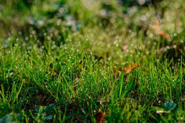 Rocío Fresco Matutino Sobre Hierba Primavera Fondo Natural Primer Plano — Foto de Stock