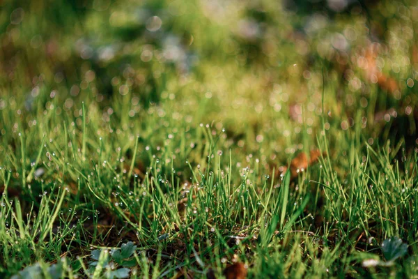 Świeże Ranna Rosa Trawie Wiosną Naturalne Tło Bliska Płytkich Dof — Zdjęcie stockowe