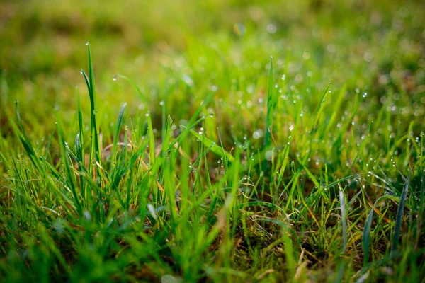 Свіжа Ранкова Роса Весняній Траві Природний Фон Крупним Планом Мілководдям — стокове фото