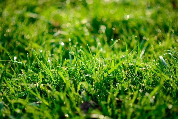 Rosée Matinale Fraîche Sur Herbe Printanière Fond Naturel Fermer Avec — Photo