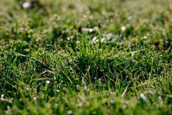 Fresh Morning Dew Spring Grass Natural Background Close Shallow Dof — Stock Photo, Image