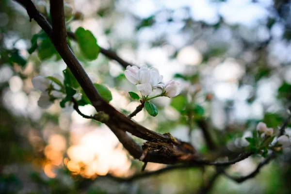 Bloeiende Amandelboom Blauwe Hemelachtergrond Bloeiende Boom Het Voorjaar Plant Bloesem — Stockfoto