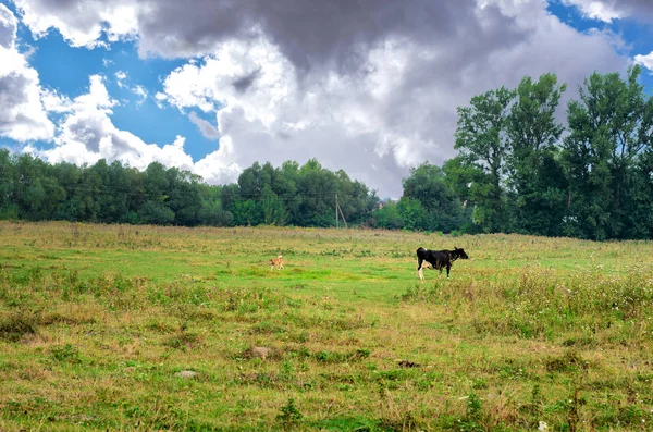 山地の牧草地に放牧牛の黒と白 山の牧草地に牛 夏の晴れた日 牧草地で牛します 山の牧草地 山と牛の緑の牧草地 — ストック写真