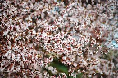 Sakura çiçek ya da güzel doğa ile kiraz çiçeği