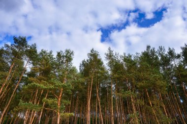 çam ormanı ile bulutlar masmavi gökyüzü altında